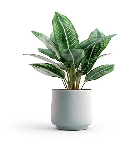 Accueil house plant